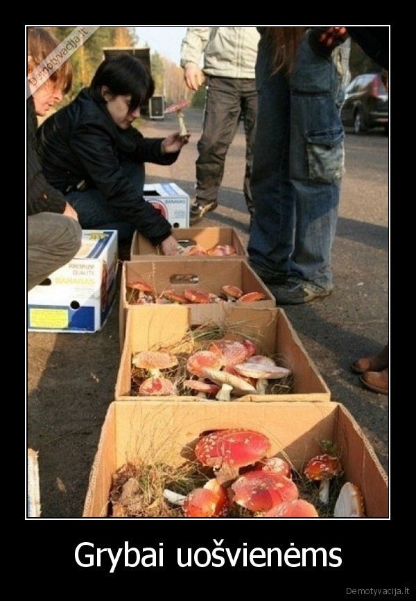 musmires,parduodami, grybai,uosvienes, nunuodijimas