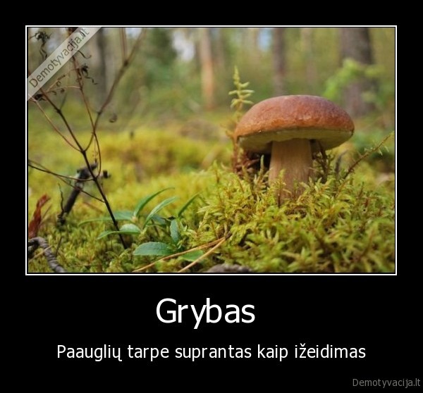 Grybas 