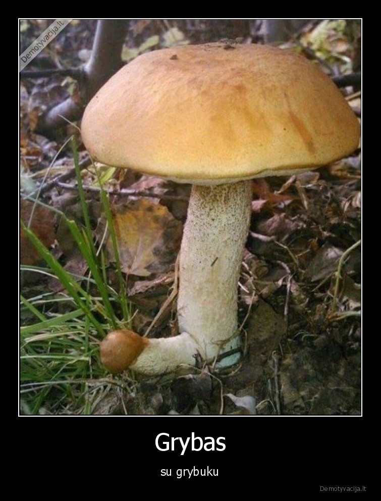 grybas,grybukas