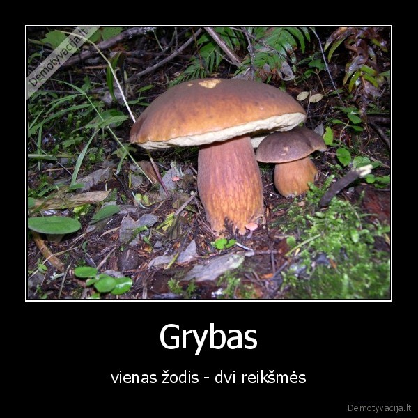 grybas, tu, grybas