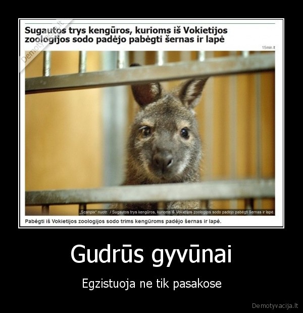 kengura,sernas,begliai