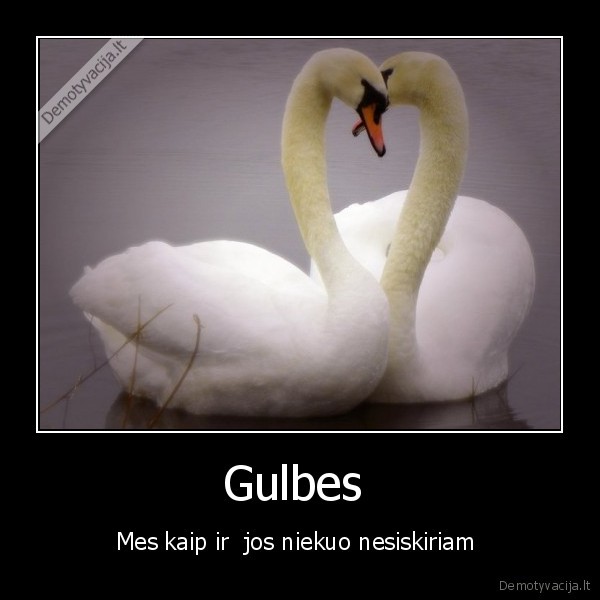 gulbes