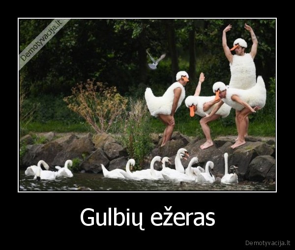 gulbe,ezeras