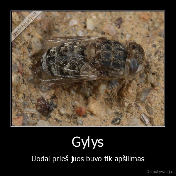 Gylys