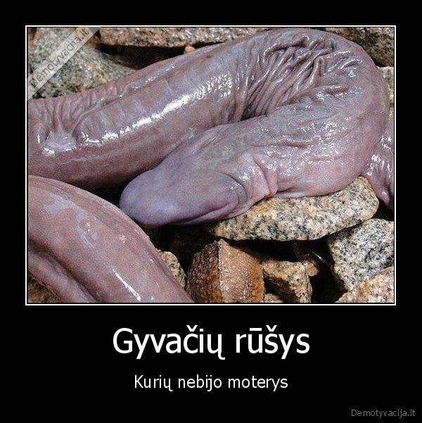 Gyvačių rūšys