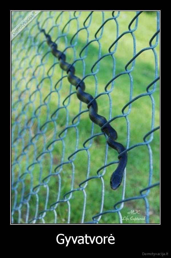 tvora,gyvate,gyvatvore,gyvunai