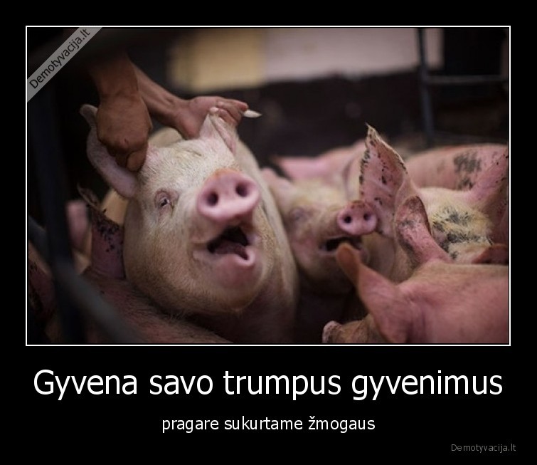 kiaules,gyvunai,trumpas,gyvenimas