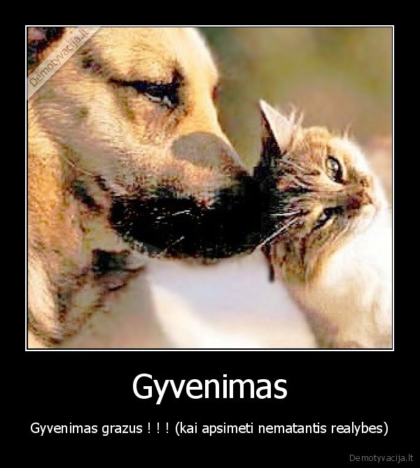 Gyvenimas
