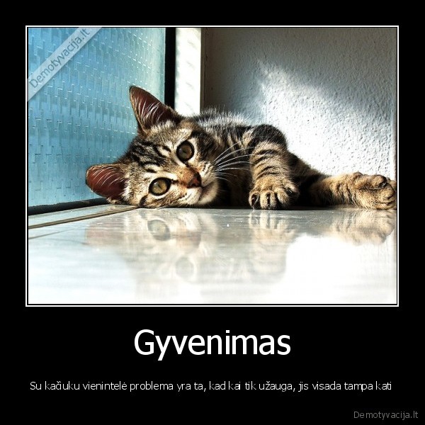 katinas,kaciukas,gyvenimas