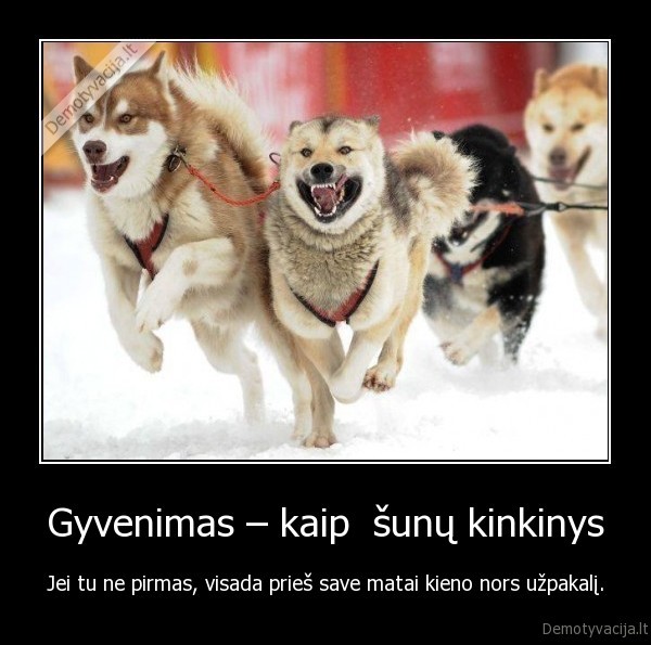 sunys,gyvenimas
