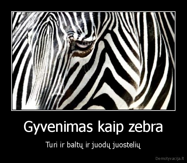 Gyvenimas kaip zebra