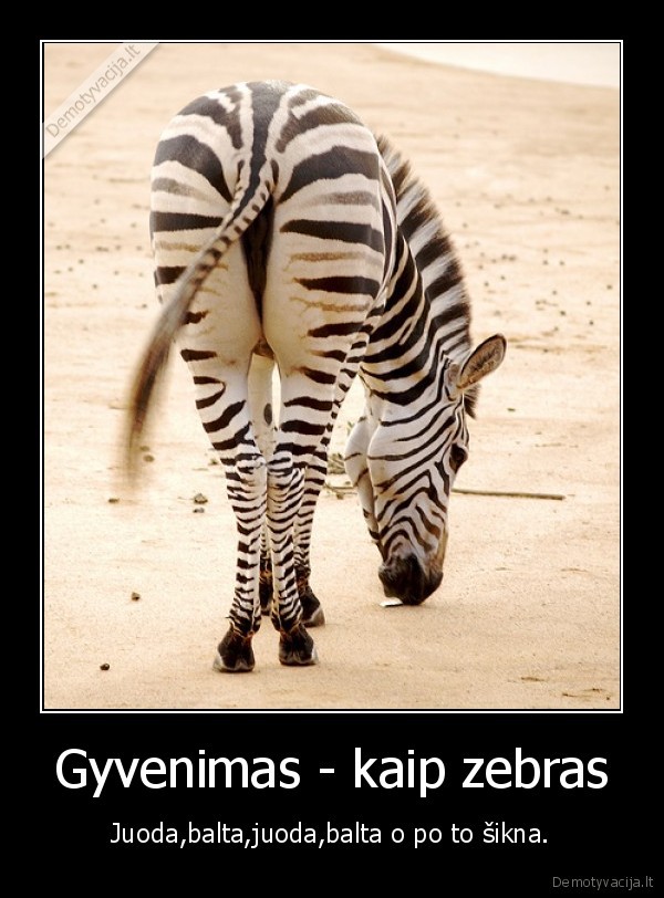 gyvenimas,zebras