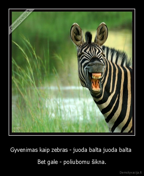 juoda, balta, zebras, bebras