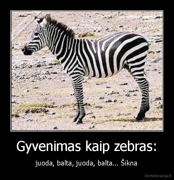 zebras,gyvenimas