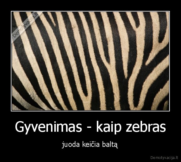 Gyvenimas - kaip zebras