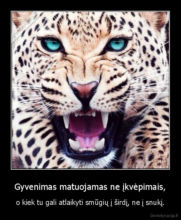 gyvenimas, matuojamas, stiprybe, kvepavimas, snukis, sirdis, meile, skausmas, liudna