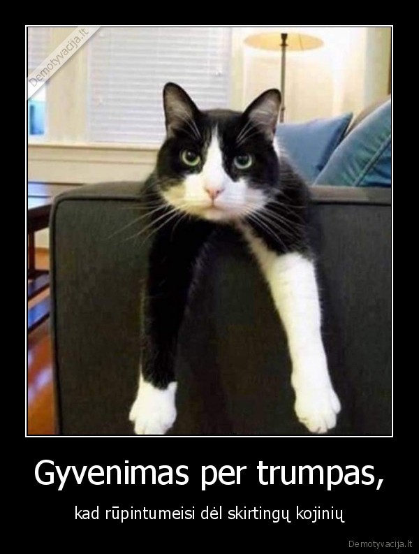 kate,katinas,kojines,gyvenimas,per,trumpas