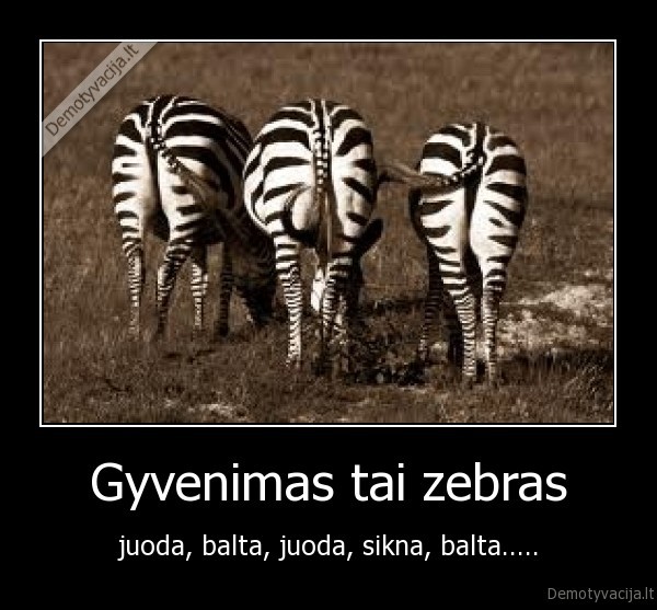 Gyvenimas tai zebras