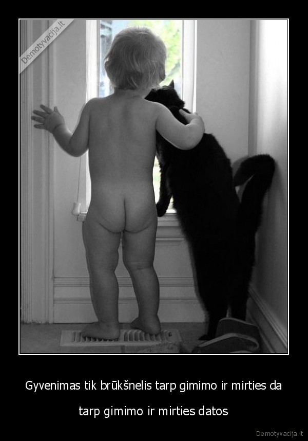 mylekit, ir, mylekites, brangieji