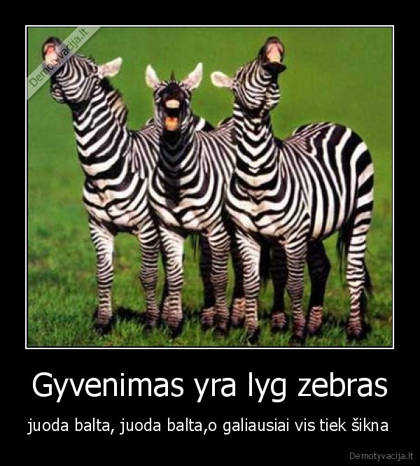 gyvenimas,zebras