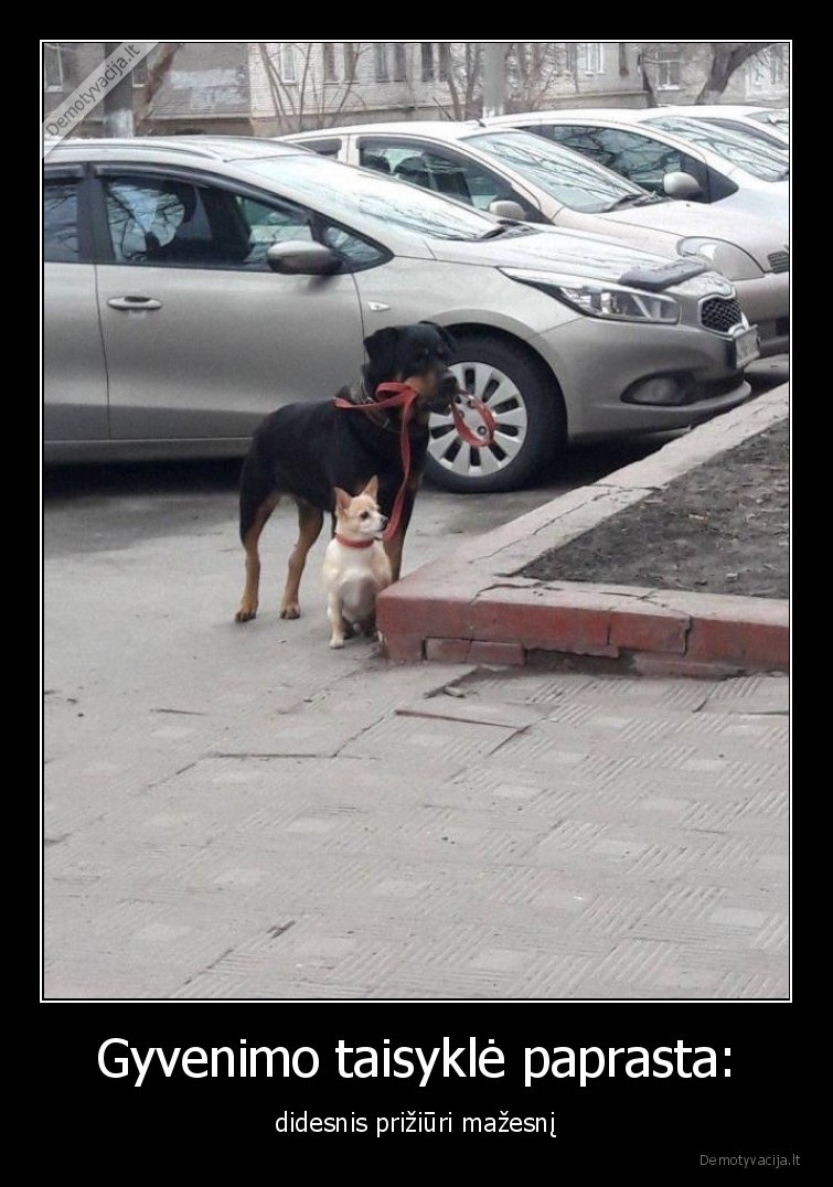 didesnis,mazas,suo,vedzioja