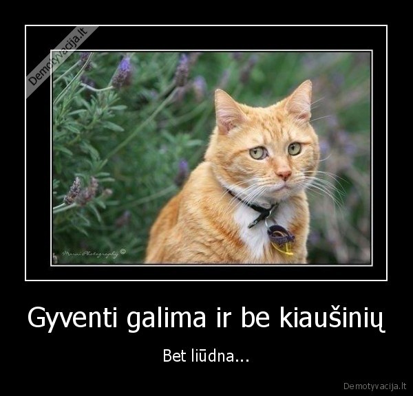 vargsiukai,kiausiukai,kaciukai