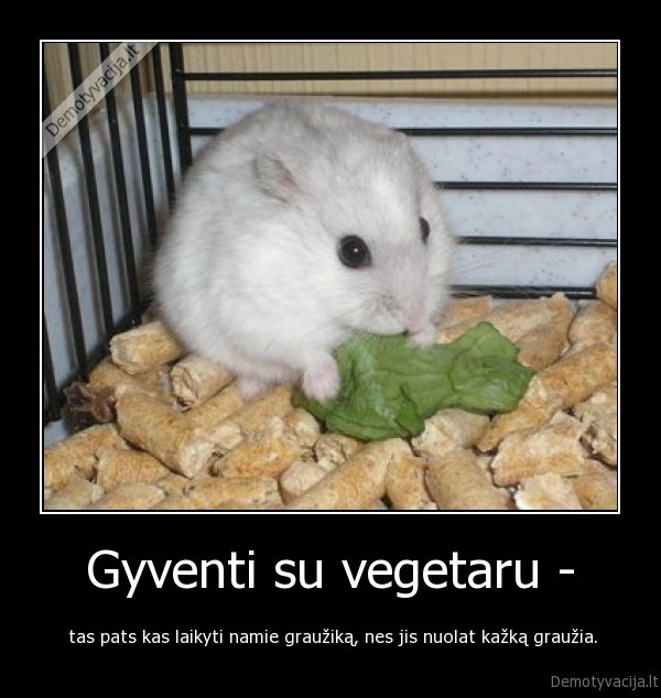 grauzikas,vegetaras
