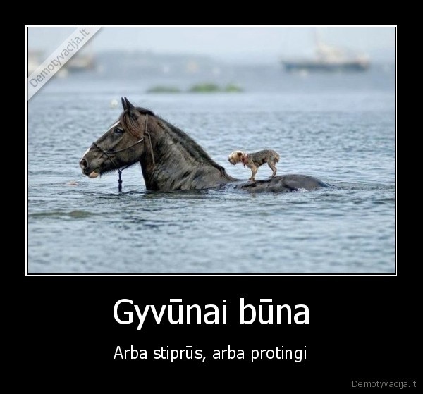 protingas, suo,stiprus, arklys,arklys, plaukia