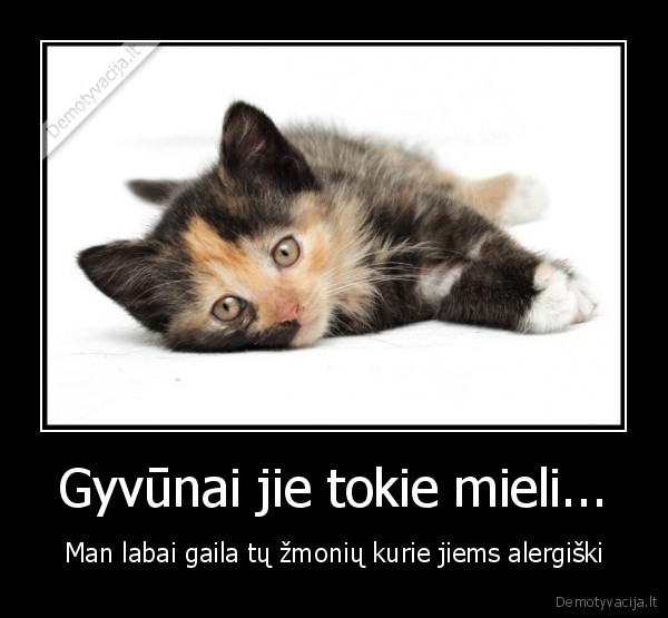 alergiski,mielekas,miau,katyte