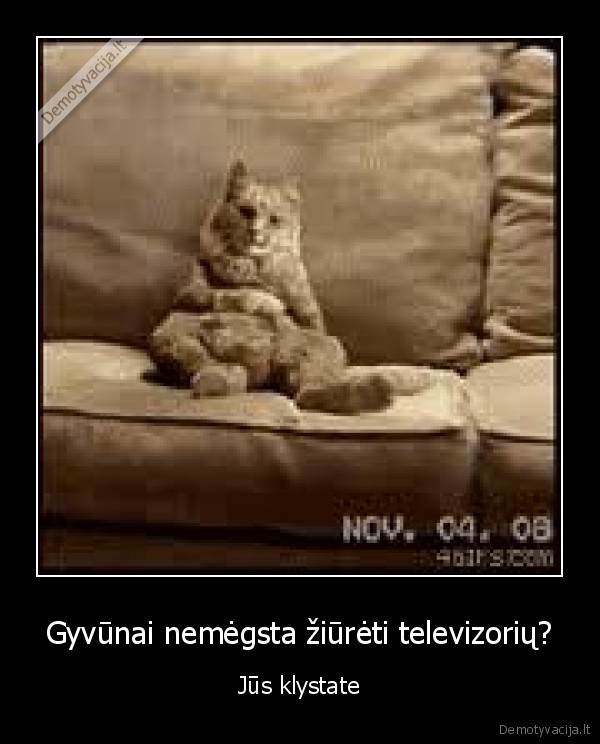 Gyvūnai nemėgsta žiūrėti televizorių?