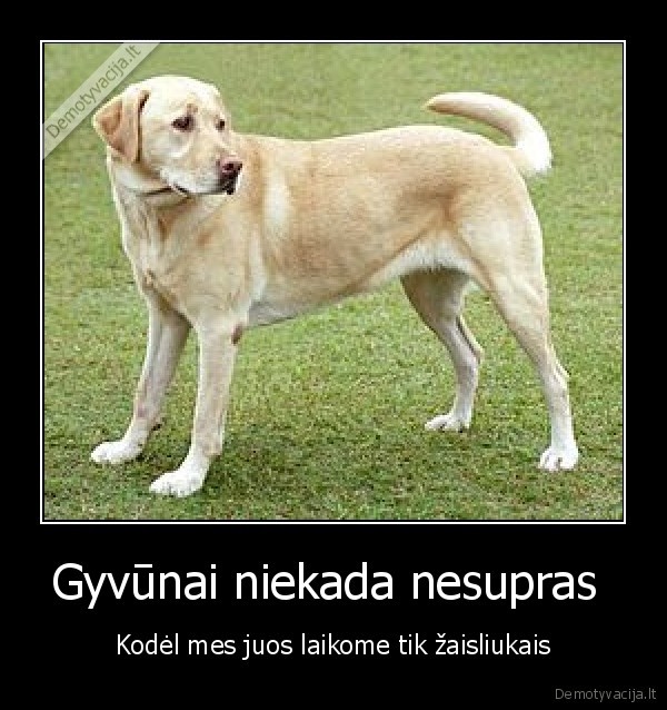 Gyvūnai niekada nesupras 