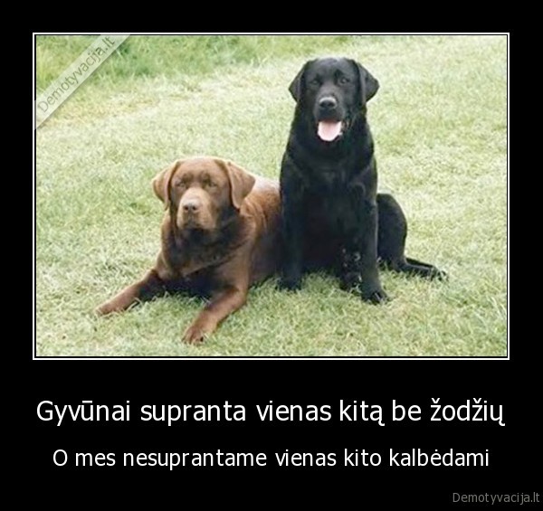 Gyvūnai supranta vienas kitą be žodžių