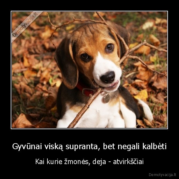 gyvunai,zmones,supratimas,kalbos, dovana