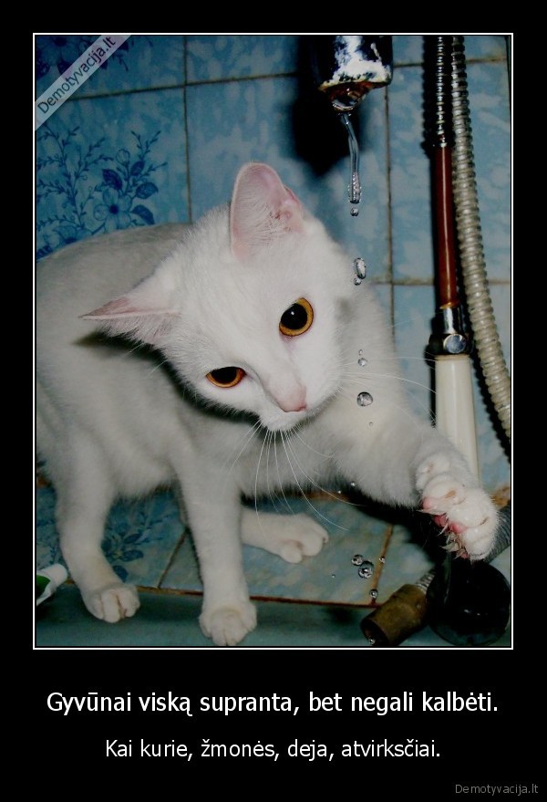 gyvunai,viska,supranta,bet, negali, kalbeti,kai, kurie,zmones,atvirksciai