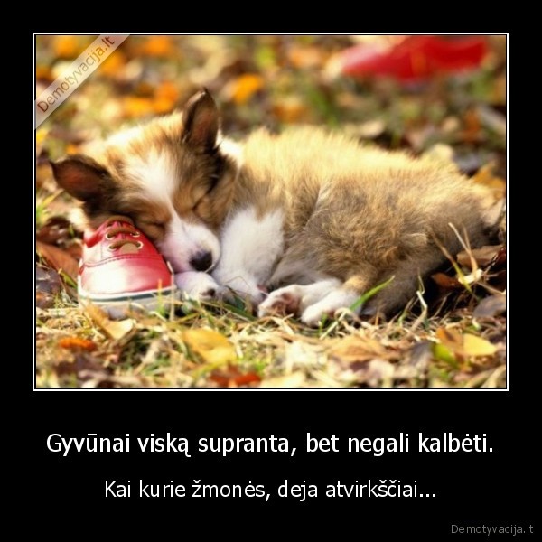 Gyvūnai viską supranta, bet negali kalbėti.