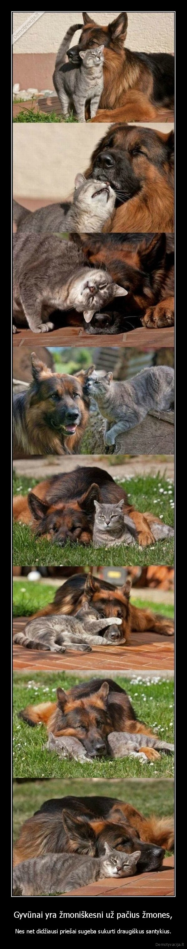 Gyvūnai yra žmoniškesni už pačius žmones,