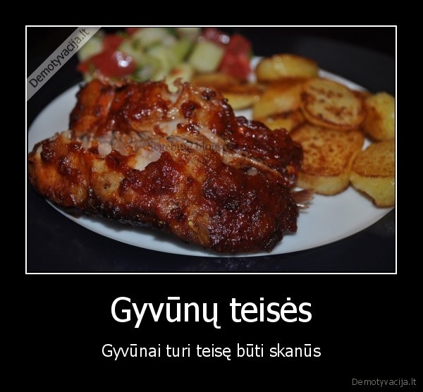 Gyvūnų teisės