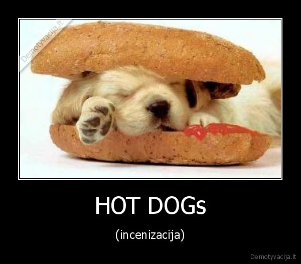 dog,hot