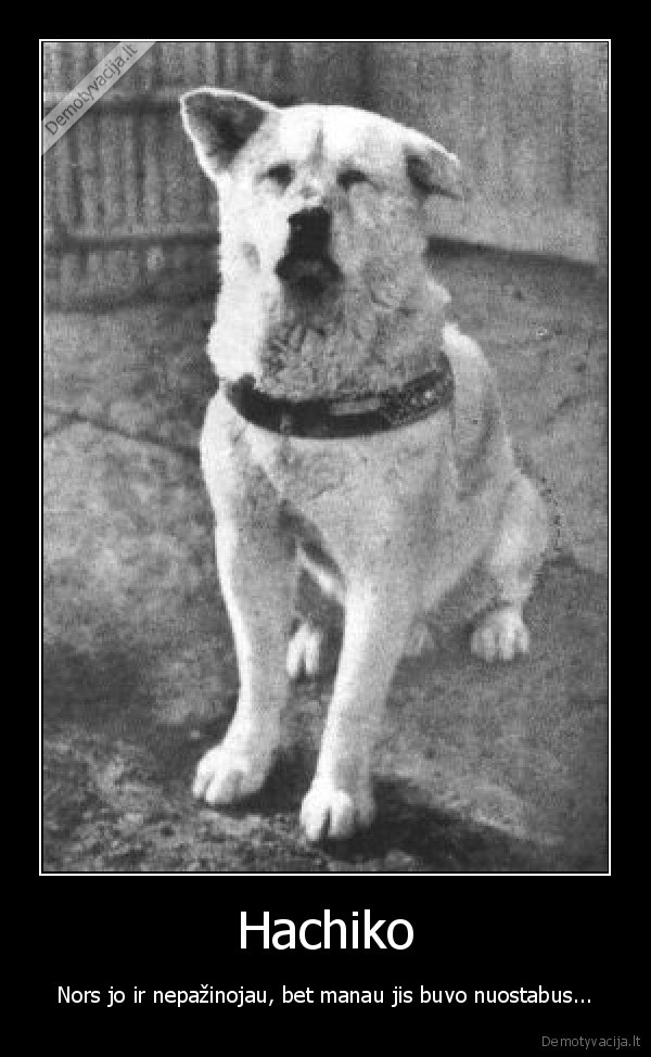 hachiko,suo,istikimybe