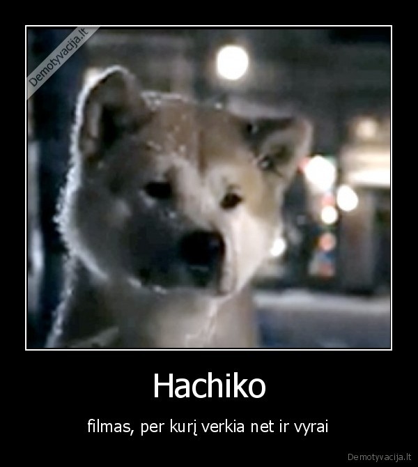 hachiko,gyvunai,suo,haskis