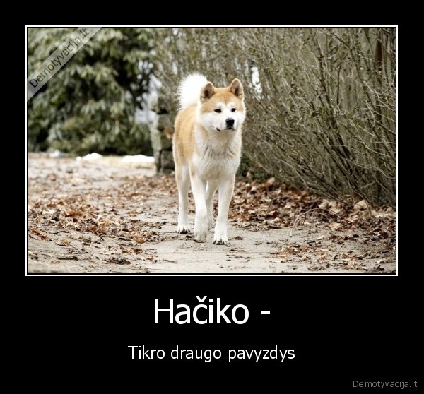Hačiko -