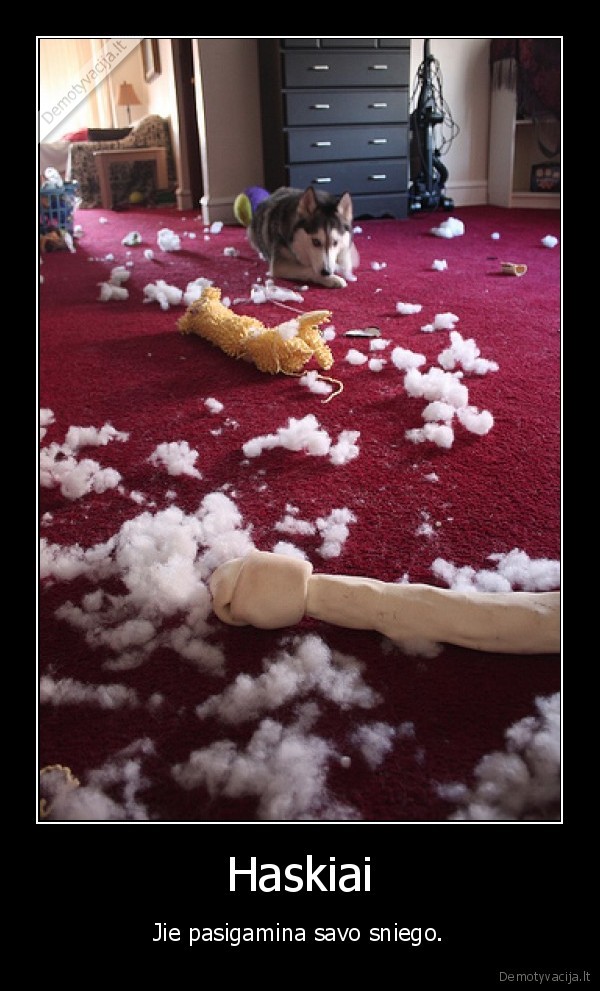 haskiai, sniegas, sofa