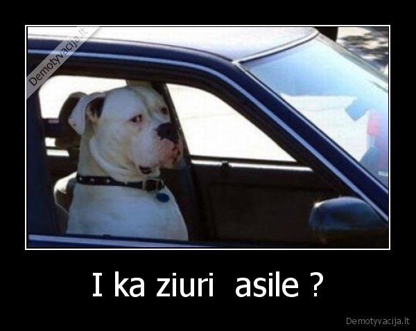 I ka ziuri  asile ?