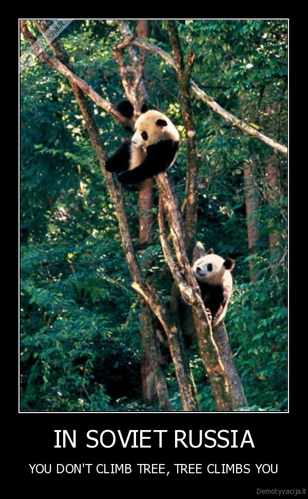 panda,medis