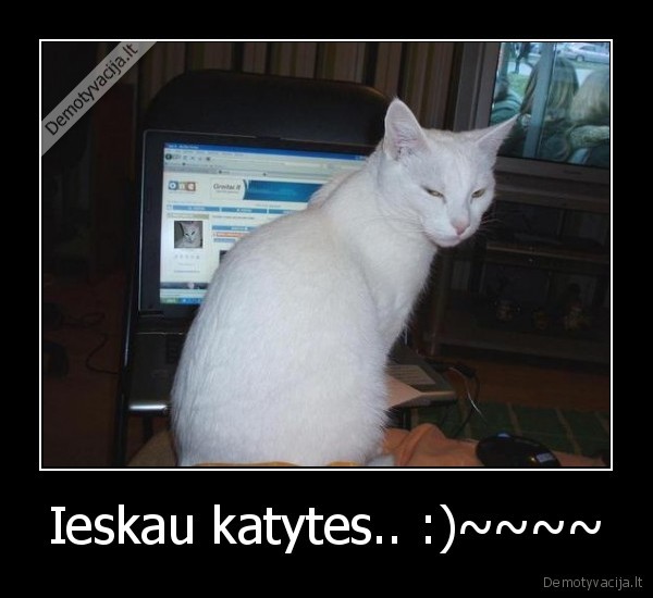 Ieskau katytes.. :)~~~~