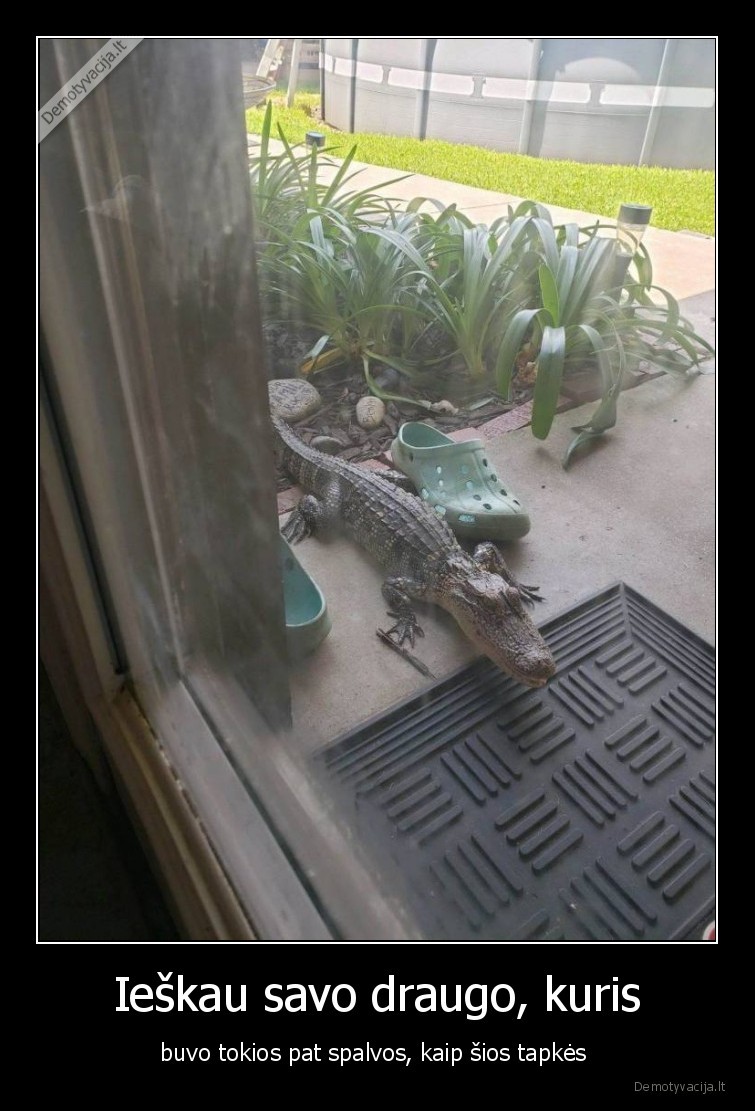 krokodilas,crocs,kroksai,tapkes