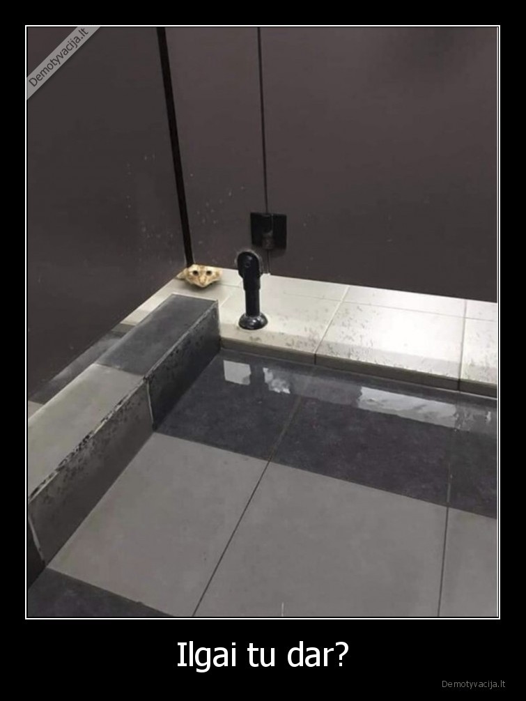 katinas,tualetas