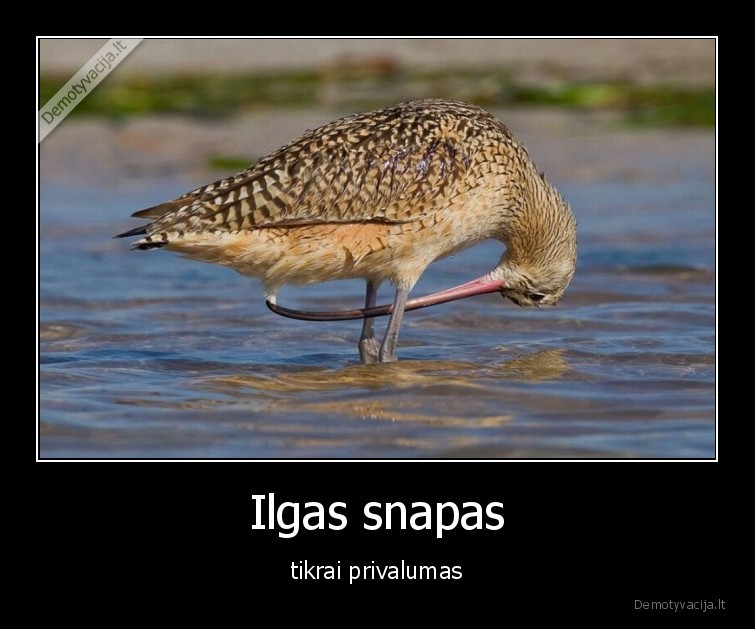 paukstis,pauksciai,ilgas, snapas,snapas,ilgas,privalumas