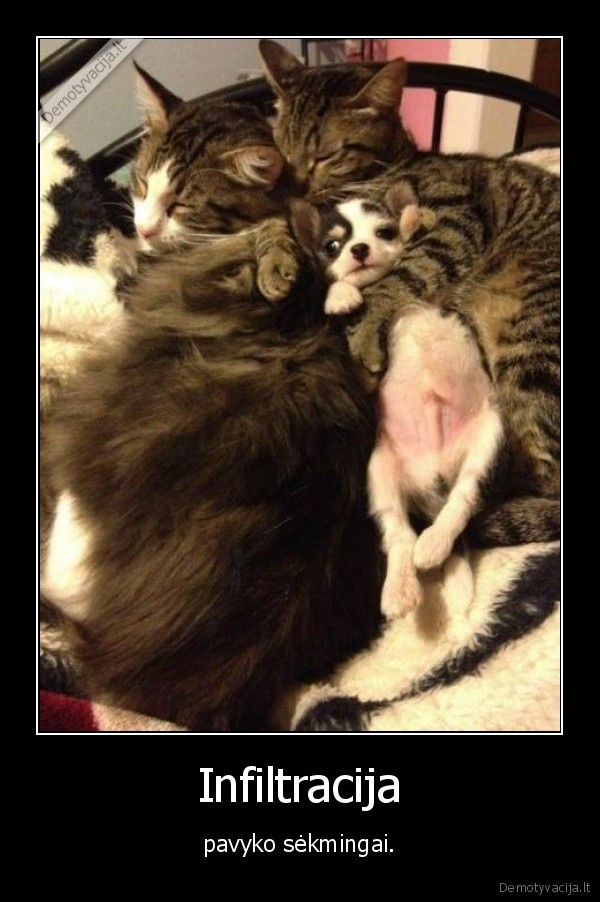 kate,katinas,suniukas,suo