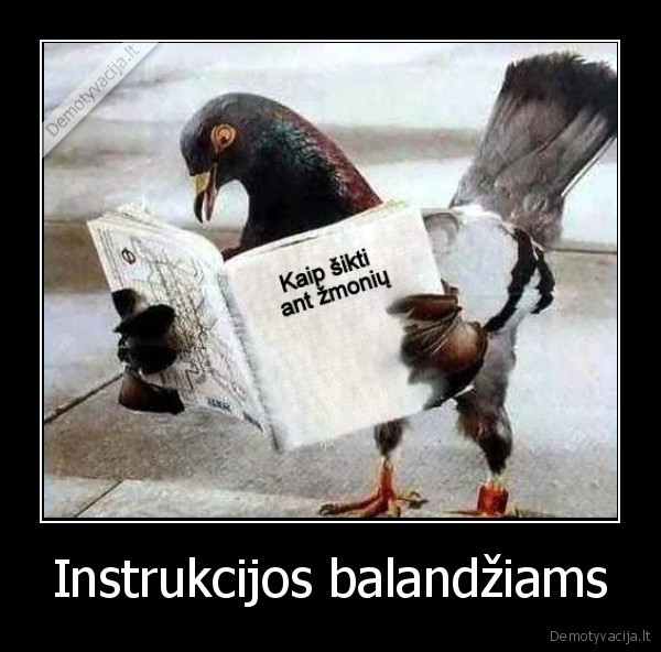 Instrukcijos balandžiams